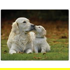 Rural Roots Golden Retrievers Worktop Saver