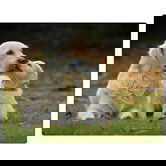 Rural Roots Golden Retrievers Worktop Saver